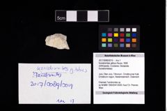 Foto (Objekt + Etikett) von Konidromites gibbus (Reuss, 1858)  (NHMW-GEO-2017-0089-0019)